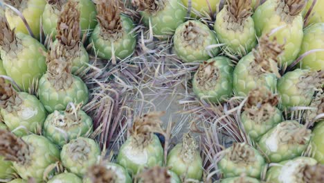 Ripe-and-unripe-barrel-cactus-fruit-sit-amongst-sharp-and-numerous-spines,-macro-4k