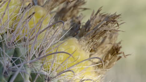Barrel-cactus-fruit-grow-at-an-angle-amongst-sharp-looking-spines,-handheld-4K