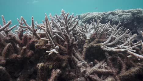 Totes-Gebleichtes-Korallenriff