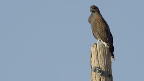 Lone-hawk-screaming-sounds-on-wooden-pole-against-clear-blue-sky