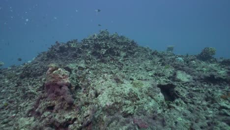 Totes-Gebleichtes-Korallenriff