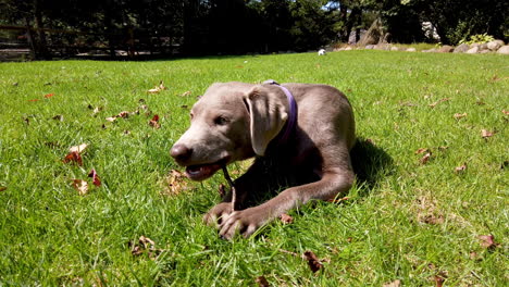 Süßer-Silberner-Labrador-Retriever-Hund,-Der-Einen-Holzstab-Auf-Dem-Gras-Beißt