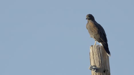 Dangerous-hawk-bird-is-sitting-on-wooden-pole-on-windy-day
