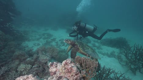 Female-Scuba-Diver-and-Turtle-on-Coral-Reef