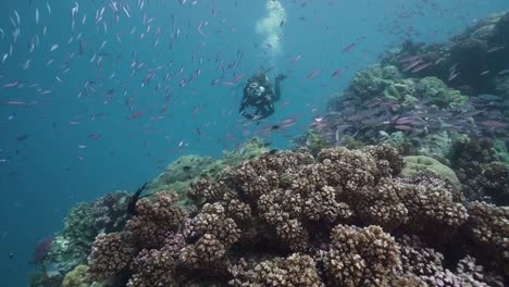 Buzo-Femenino-Nadando-Sobre-Arrecifes-De-Coral-Y-Peces-Vibrantes