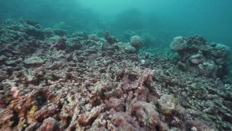 Dead-Bleached-Coral-Reef