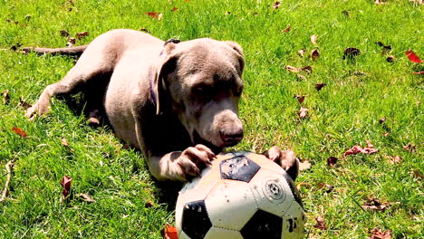 Süßer-Labrador-Retriever-Hund,-Der-Mit-Einem-Fußball-Auf-Dem-Rasen-Spielt