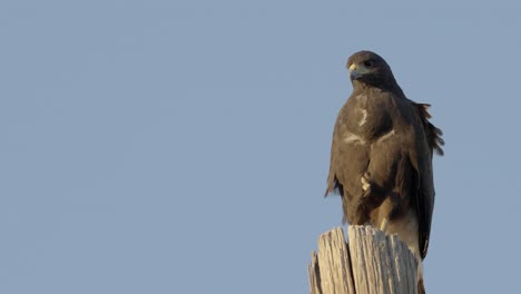 Staring-Harris-hawk-wide-open-beak-screaming-on-pole-with-leg-tucked-up-before-flying-out