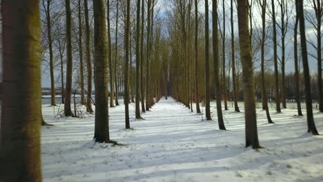 straight-forward-in-between-a-row-of-trees-in-a-snowy-landscape