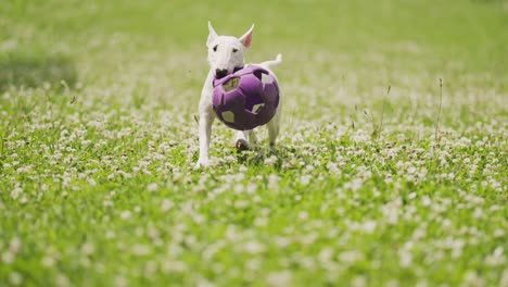 White-bull-terrier-puppy-running-on-the-green-grass,-holding-a-big-rubber-ball-in-her-mouth