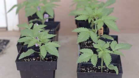 Selbst-Angebaute-Cannabispflanzen,-Die-Für-Erholungs--Und-Medizinische-Zwecke-Verwendet-Werden