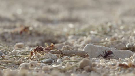 Las-Hormigas-Mensajeras-Están-Buscando-Comida-Para-Llenar-Graneros,-Depredación-De-Semillas