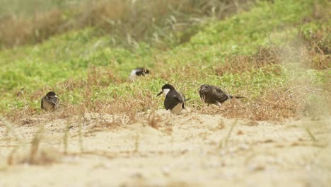 Juvenile-Sooty-Tern-squawks-to-it’s-parent-who-ignores-it-on-a-grassy-beach-on-Lord-Howe-Island-NSW-Australia