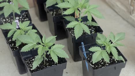 Múltiples-Jóvenes-De-Cannabis-Recreativo-Plantados-En-Plantaciones-De-Cosecha-Propia