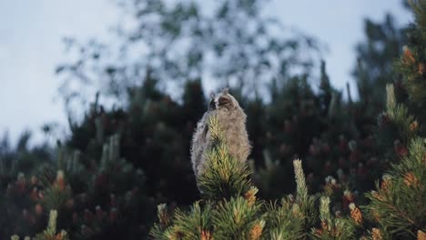 Establishing-view-of-lonely-single-Screech-owl-sitting-on-tree-branch,-handheld,-day