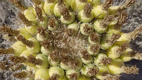 Sonoran-Leafcutter-Und-Dunkle-Rover-ameisen-Auf-Angelhakenfass-kaktusfrüchten,-Von-Oben-Nach-Unten-Gesehen