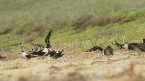 Adult-and-juvenile-sooty-terns-on-a-grassy-area-on-a-beach-on-Lord-Howe-Island-NSW-Australia