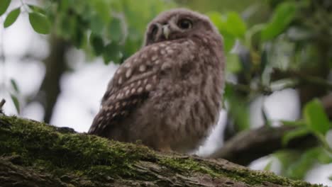 Young-Athene-noctua-or-Little-owl-perched-on-a-branch-with-moss-with-green-dense-foliage-background