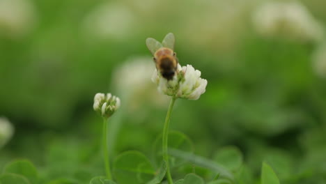 Makro-Einer-Honigbiene,-Die-Pollen-Von-Einer-Kleinen-Weißen-Blume-Sammelt