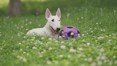 A-young-white-mini-bull-terrier-wearing-a-white-collar-is-laying-on-the-lawn,-heavily-breathing-after-the-game,-guarding-her-violet-toy-ball