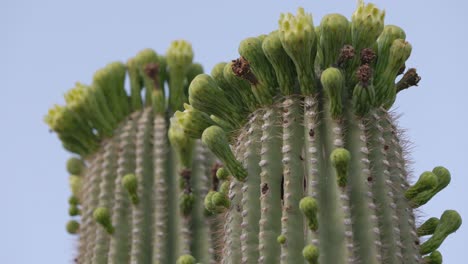 Close-up-pf-unbloomed-flowers-on-saguaro-cactus