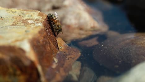 Honigbiene-Am-Wasser-Fliegt-Weg,-Wenn-Andere-Biene-Wasser-Berührt