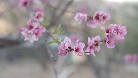 Nectarine-tree-blossom-in-beautiful-pink-color,-close-up-view