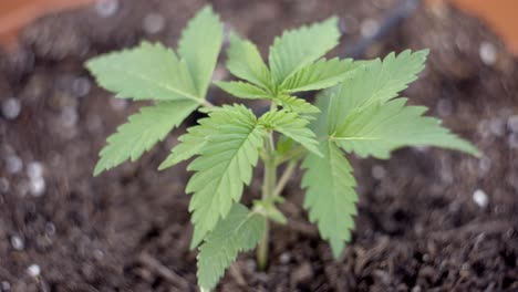 Young-medical-marijuana-plant-blows-gently-in-the-breeze,-medicinal-cannabis-plant