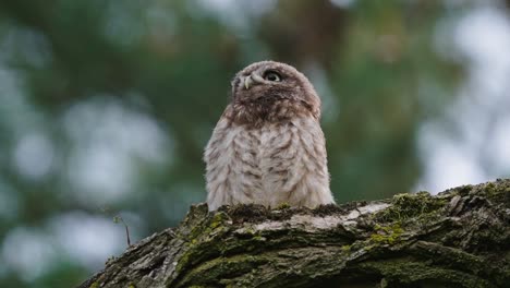 Young-Little-Owl-with-down-feathers-perched-on-tree-trunk-in-forest,-looking-curious
