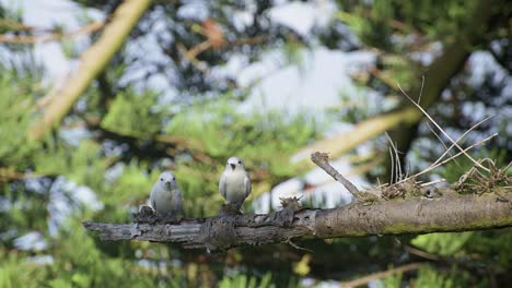 Close-up-shot-of-two-white-terns-sitting-on-tree-branch-with-background-out-of-focus