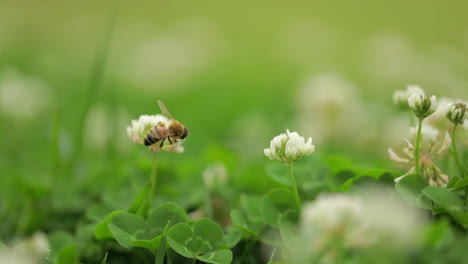 Honigbiene-Sammelt-Pollen-In-Einer-Weißen-Blume