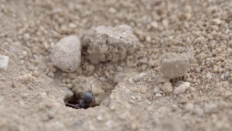 Maco-Close-Up-of-Black-Sonoran-Desert-Ant-aka-Veromessor-Pergandei-in-Dry-Desert-Ground