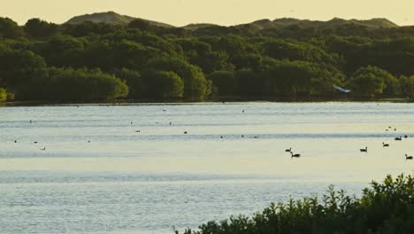 Lake-habitat-surrounded-by-green-vegetation-as-an-idyllic-meeting-place-for-numerous-bird-species-at-sunset