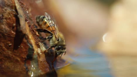 Honey-bee-perched-vertically-on-rock-drinks-water,-close-up