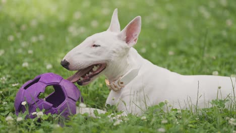 A-white-bull-terrier-puppy-laying-in-the-grass-with-a-big-rubber-ball,-breathing-heavily,-resting-after-playing-fetch