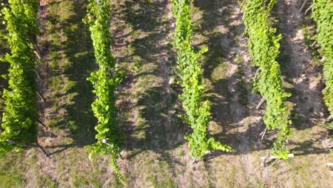 Vineyard-in-Europe-Aerial-4K-Video