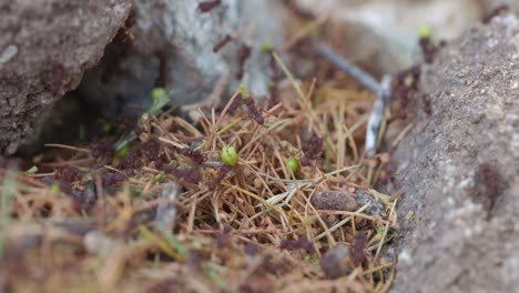 Sonoran-Leaf-Harvester-Ameisen-Tragen-Stöcke-Und-Blütenknospen-über-Steine,-Teamarbeitskonzept