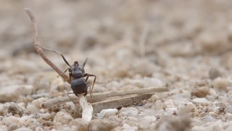 Sonoran-pogo-ant-struggles-to-chew-through-stick-on-ground