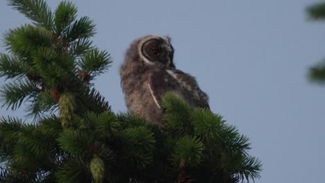 Baby-long-eared-owl-or-Asio-otus-asking-for-food-perched-on-the-top-of-a-pine-tree-branch