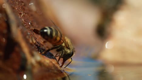 Zwei-Honigbienen-An-Der-Wasseroberfläche,-Pulsierender-Bauch