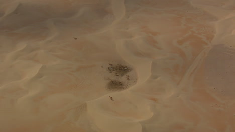 Kamele-Am-Wasserreservoir-In-Den-Dünen-Zoomen
