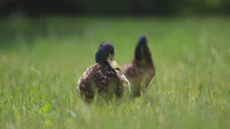 A-close-up-of-two-mallard-ducks-sitting-on-lush-grass-and-grooming-themselves,-cleaning-feathers-with-their-noses