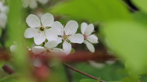 Close-up-on-white-fruit-tree-flowers-swaying-on-wind-in-garden