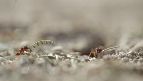 Nahaufnahme-Sonora-Blattschneiderameisen,-Die-Gras-Um-Das-Nest-In-Trockenem-Wüstenboden-Halten