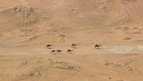 Camellos-Caminando-En-Grupo-Con-Acercamiento