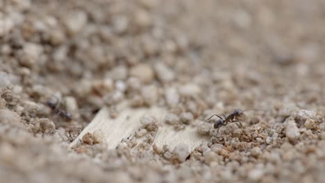 Kleine-Kolonie-Argentinischer-Ameisen-Alias-Linepithema-Humile-Um-Loch-In-Trockenem-Wüstenboden,-Makro-Nahaufnahme