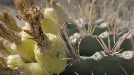 Sonoran-Leafcutter-and-Dark-Rover-Ant-on-Fishhook-Barrel-Cactus-Fruit,-Close-Up