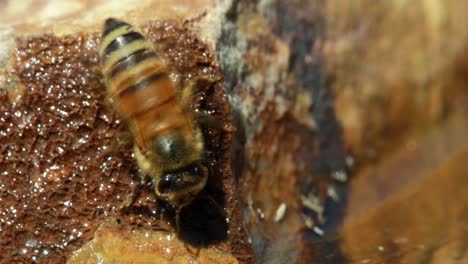 Close-up-of-honey-bee-examining-wet-rock-by-water