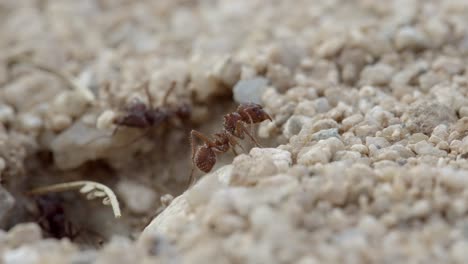 Lazy-worker-ant-cleans-her-antenna-while-other-ants-work-in-background,-macro