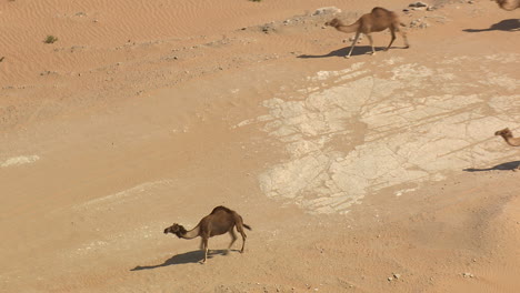 Camellos-Caminando-En-Grupo-Con-Zoom-Out